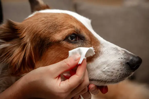 Dog Tear Stains: Causes, Safe Cleaning, and Coconut Oil Risks