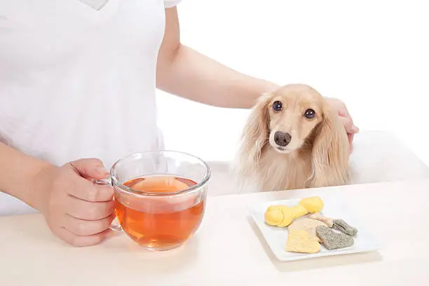 Best Home Remedies for Dog Dry Heaving