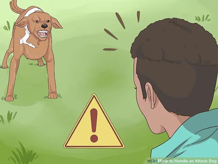 Why Your Dog is Scared of a Specific Person