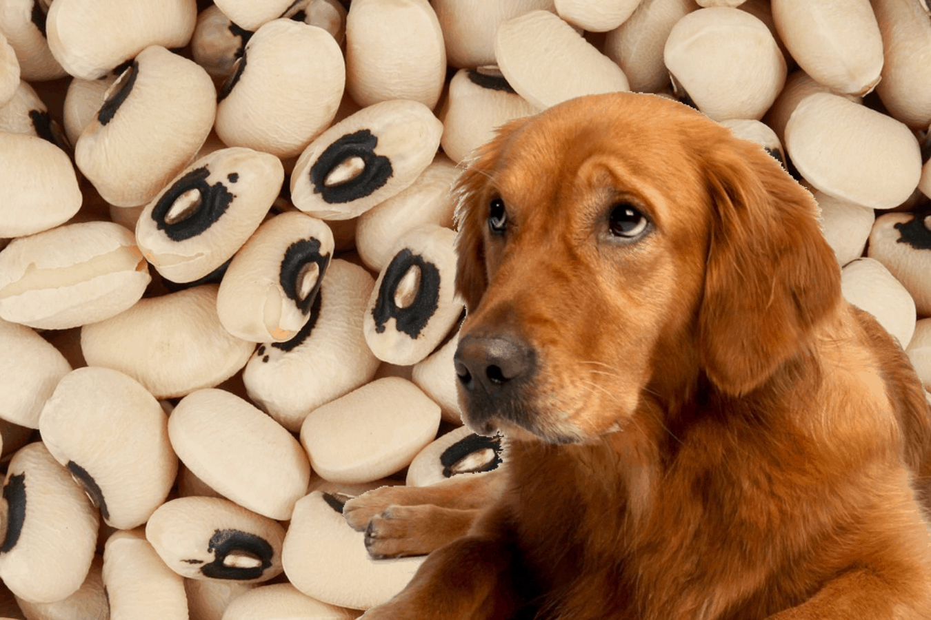 Understanding Why Your Dog Won’t Eat Without His Toys