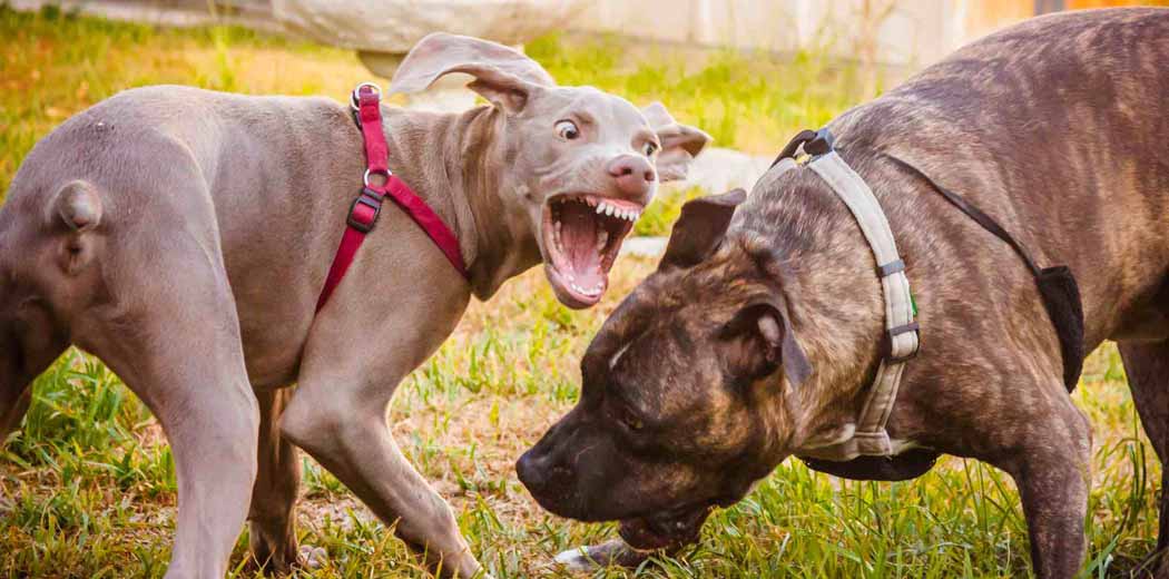 Why Dogs are Aggressive Towards Injured or Older Dog?