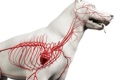 dog arteries