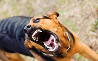 barking dog