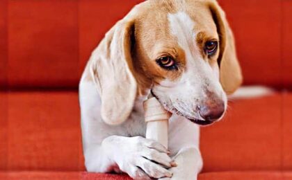 dog chewing rawhide