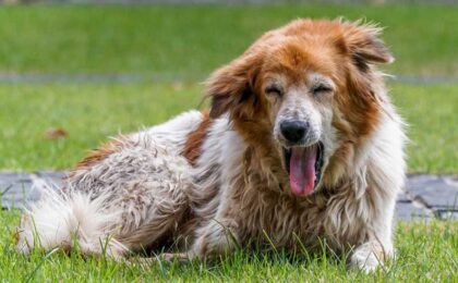 Best Home Remedies for Dog Dry Heaving