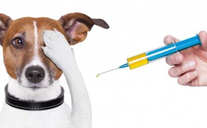 dog getting leptospirosis vaccine