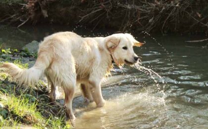 dog in water