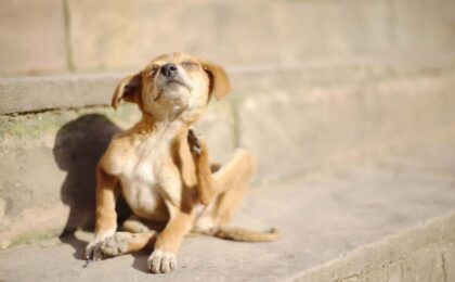 dog itching