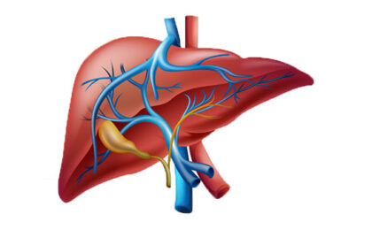 dog liver