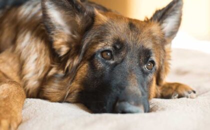 dog lying on bed