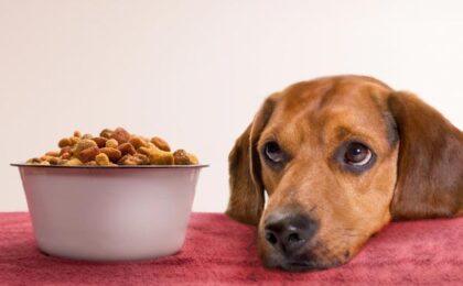 dog food