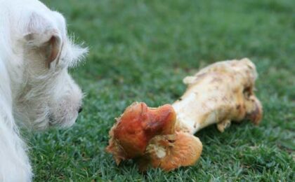 dog with bone