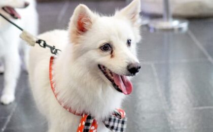 Coconut Oil to Remove Dog Tear Stains