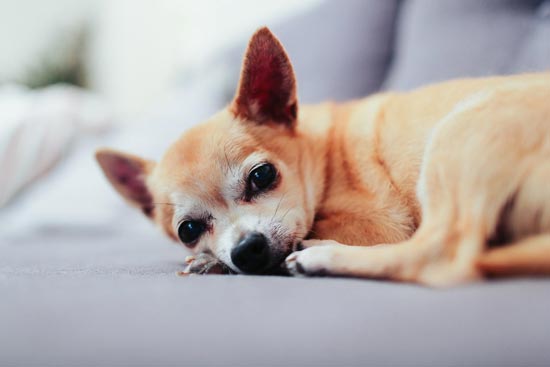 Why Dogs Seek Comfort in Our Presence When They’re in Trouble