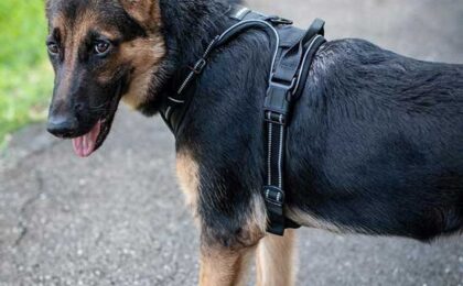german shephard harness