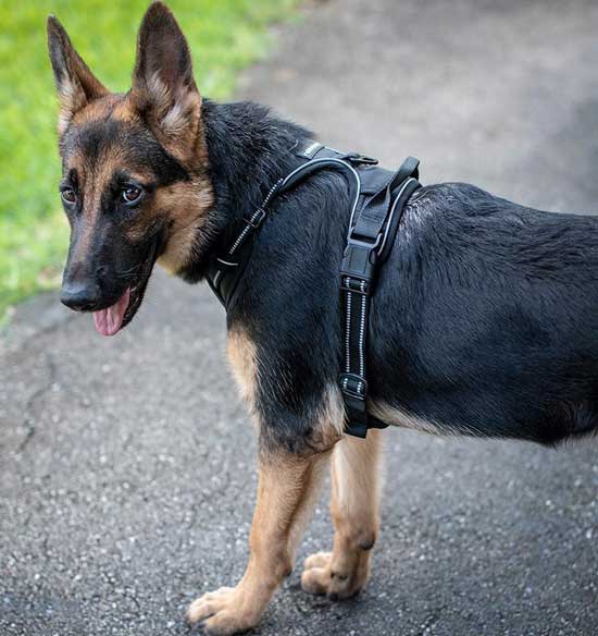 5 Proven No-Pull Harness For Your German Shepherd