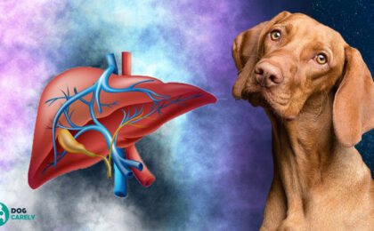 dog liver enzymes