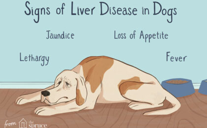signs of liver disease in dogs