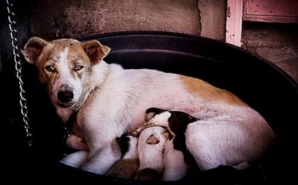 mother nursing puppies