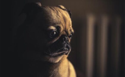 sad dog alone