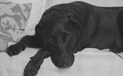 sad dog lying on couch