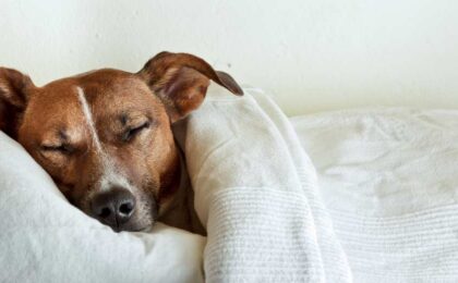 sleeping dog
