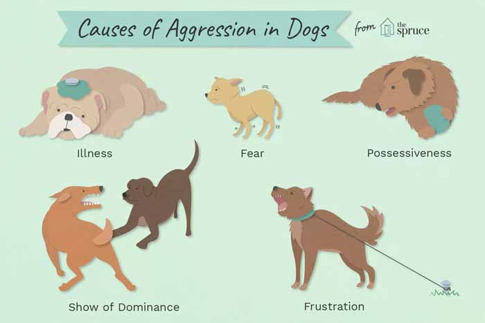 causes of aggression in dogs