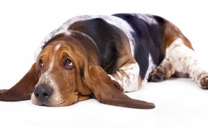 weak dog