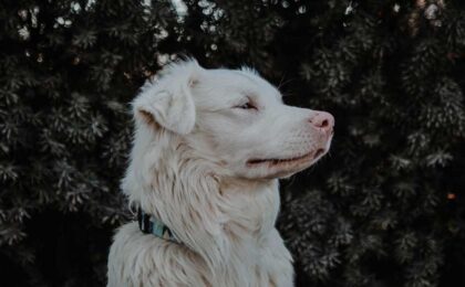 white deaf dog