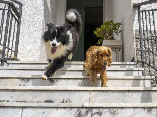 Dogs Go Down Stairs with Three Legs
