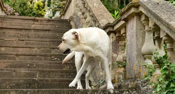Dogs Go Down Stairs with Three Legs