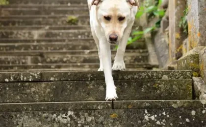Dogs Go Down Stairs with Three Legs