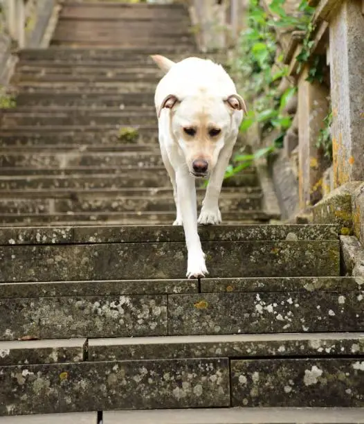 Exploring Why Dogs Go Down Stairs with Three Legs?