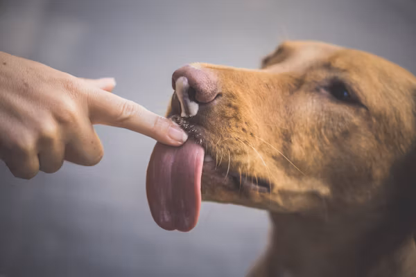 Silent Survivors: Nourishing Dogs Without Tongues and Their Incredible Resilience