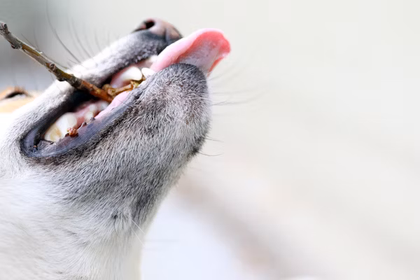 Nourishing Dogs Without Tongues