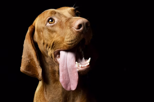 Yellow Dog Tongue