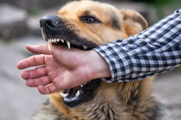 10 Methods to Control Aggressive Dog Behavior