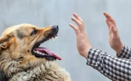 10 Methods to Control Aggressive Dog Behavior
