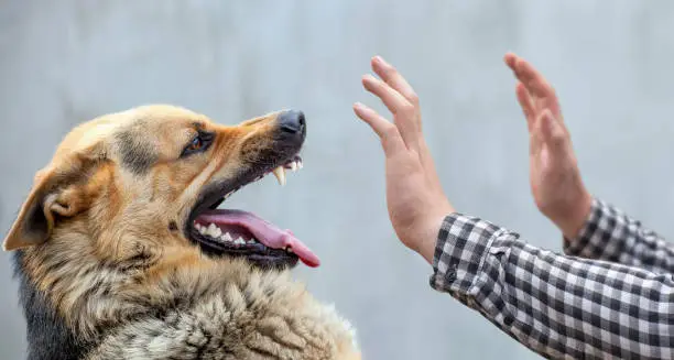 A Step-By-Step Guide: 10 Methods to Control Aggressive Dog Behavior