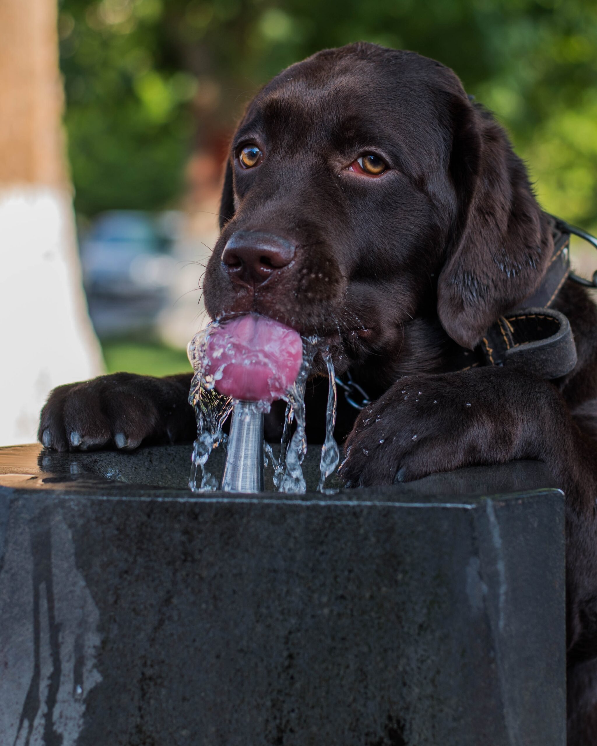 The Dehydration Dilemma: How to Safely Prevent and Treat Dehydration in Dogs