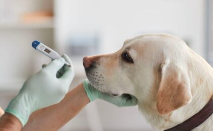 how to check dogs temperature