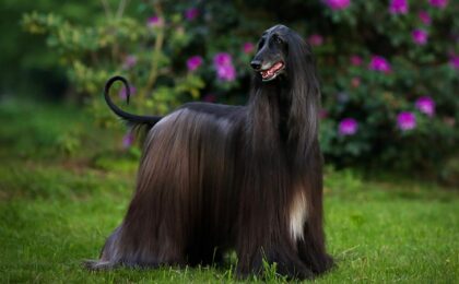 afghan hounds for sale