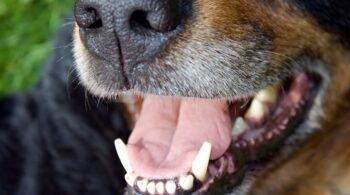 dog mouth cancer