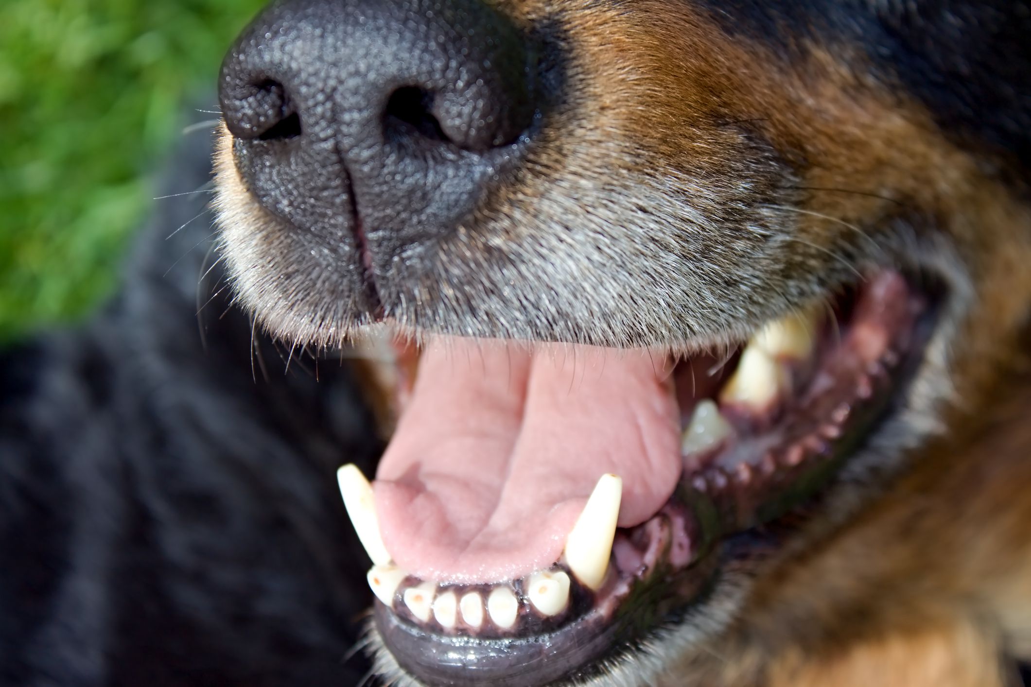 Detecting and Dealing with Dog Mouth Cancer