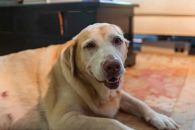 Canine mast cell tumors diagnosis, treatment, and prognosis