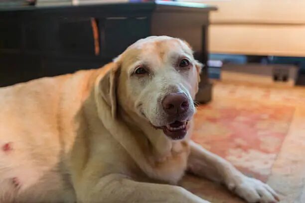 Canine mast cell tumors diagnosis, treatment, and prognosis