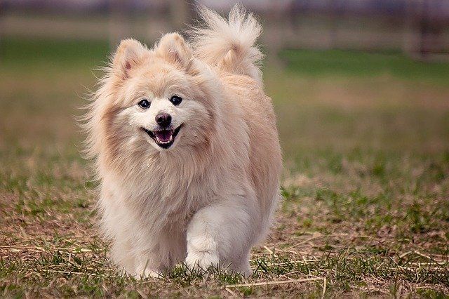 which dog breed lives the longest ?