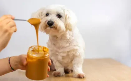 why is my dog scared of peanut butter?