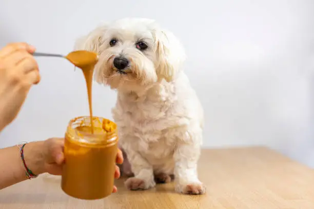 why is my dog scared of peanut butter?