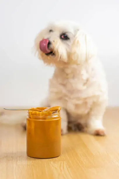 why is my dog scared of peanut butter?